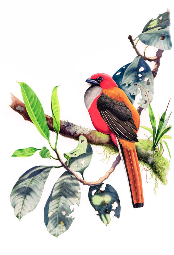 Trogons sample page